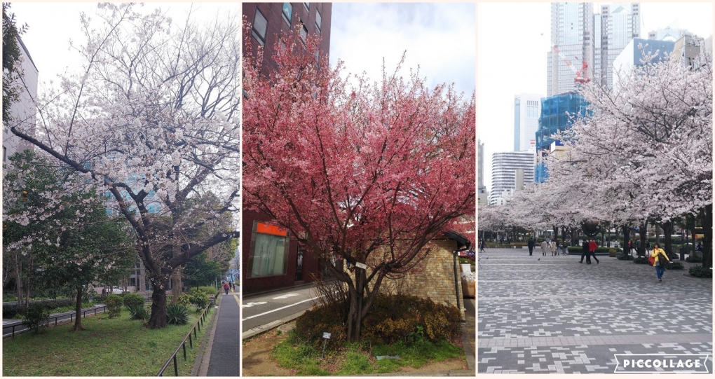 役員運転手もちょっと休憩:ショーファーサービスのコラム 2019.4.1